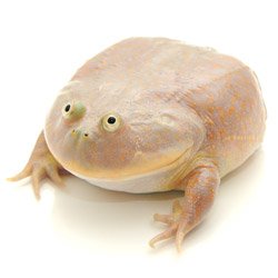 It Is Wednesday My Dudes meme template